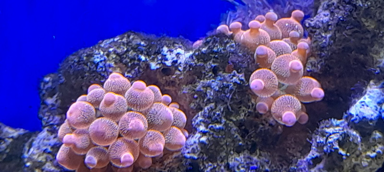 изображение_viber_2021-01-24_13-31-000