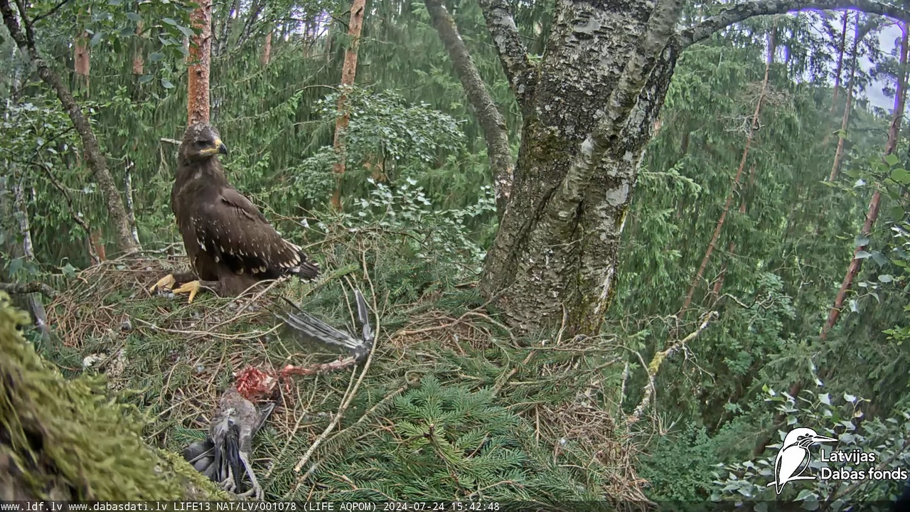 Mazais ērglis (Clanga pomarina), ligzda bērzā - LDF tiešraide 16-14-25 screenshot