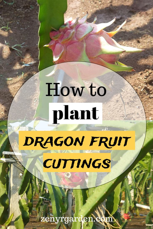 how-to-plant-dragon-fruit-cuttings.jpg