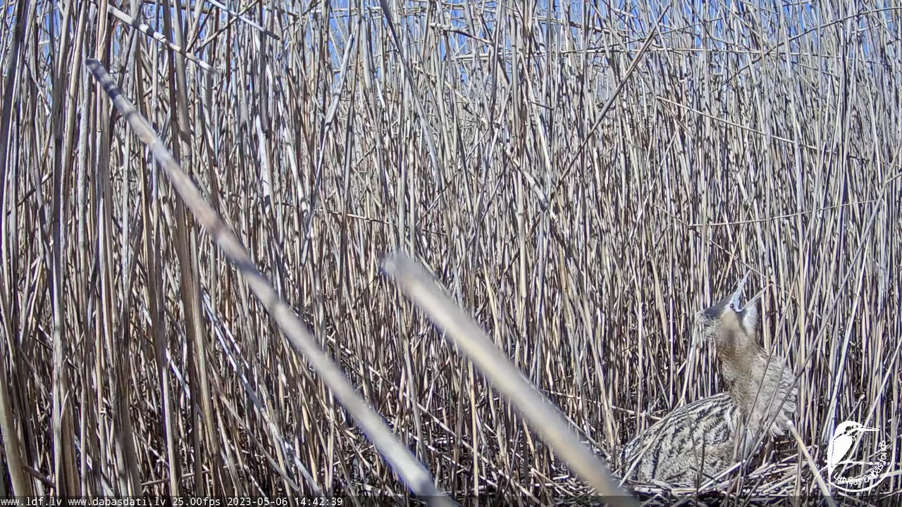 Lielais dumpis (Botaurus stellaris) Engurē - LDF tiešraide 10-48-19 screenshot