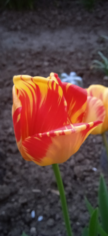 IMG_20240408_192541[1]