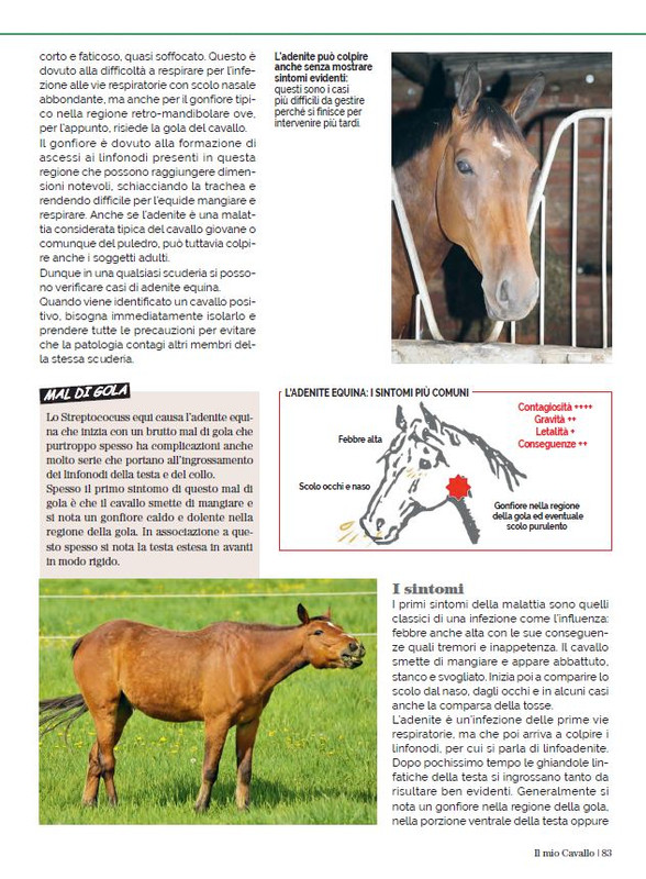 Il Mio Cav (Dic 2022-Gen 2023) 12