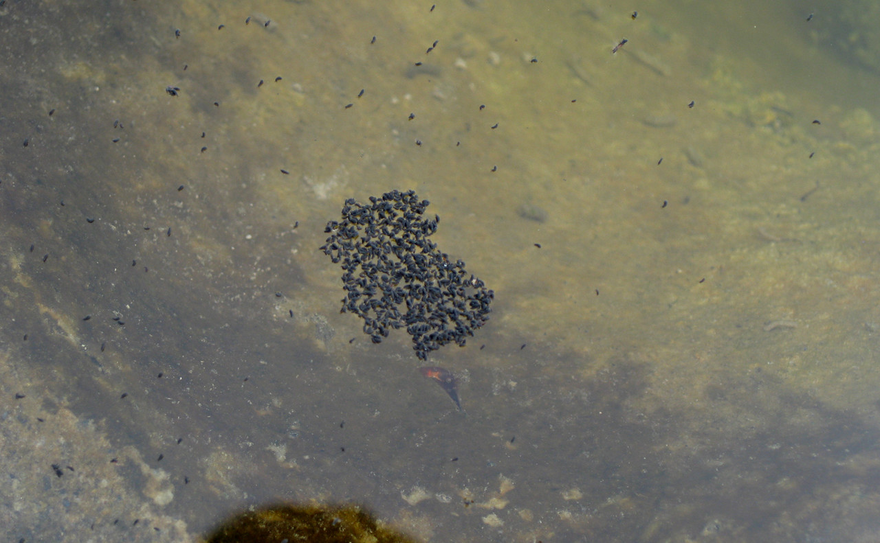 eggs