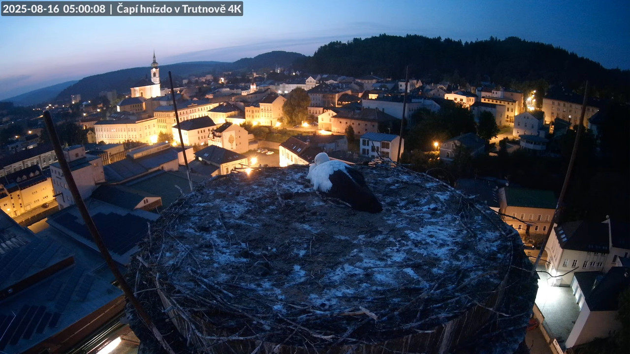 Živě z čapího hnízda na pivovarském komíně v Trutnově 7-39-4 screenshot