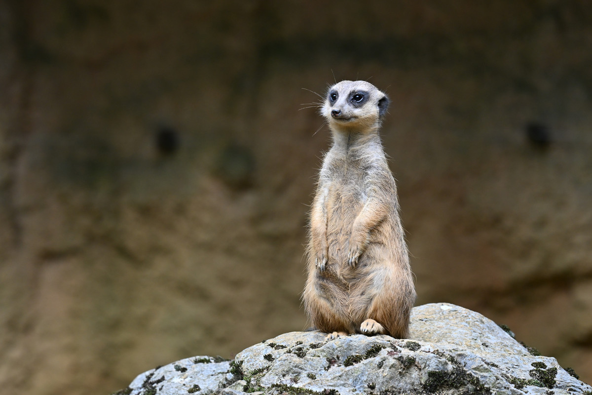 2025 Zoo Duisburg (116)