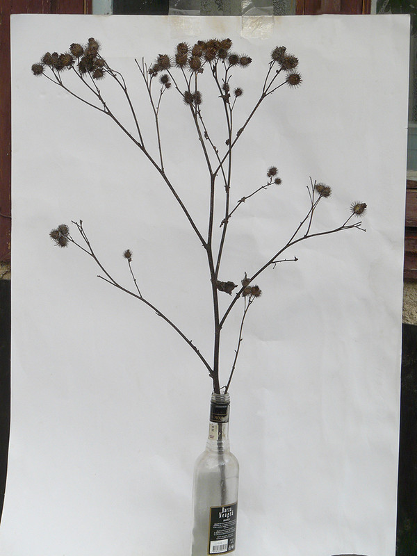 P1150353-1... (1024)