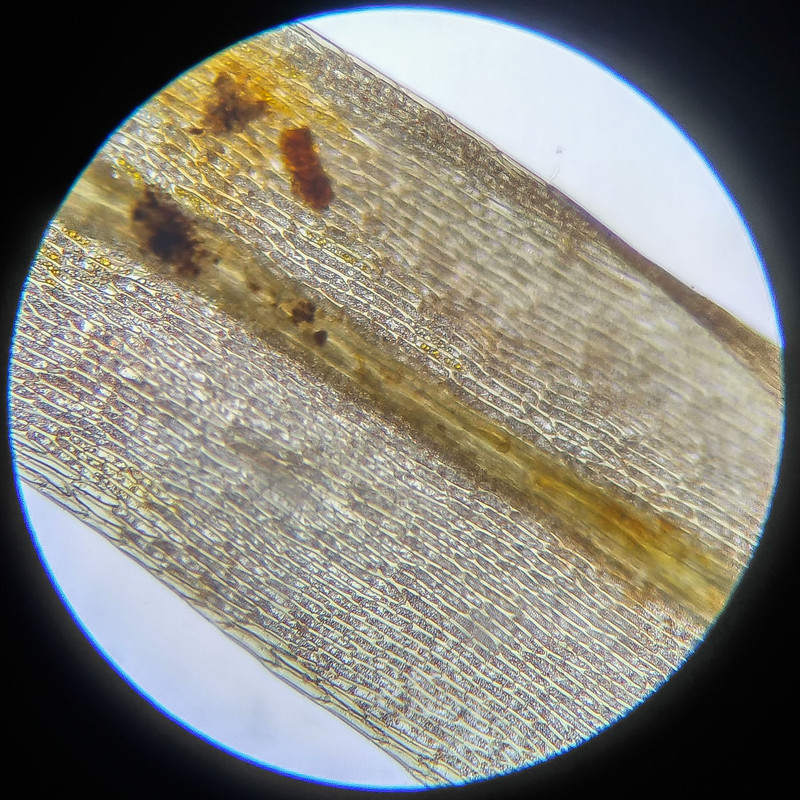 IMG 20250614 112115 HDR