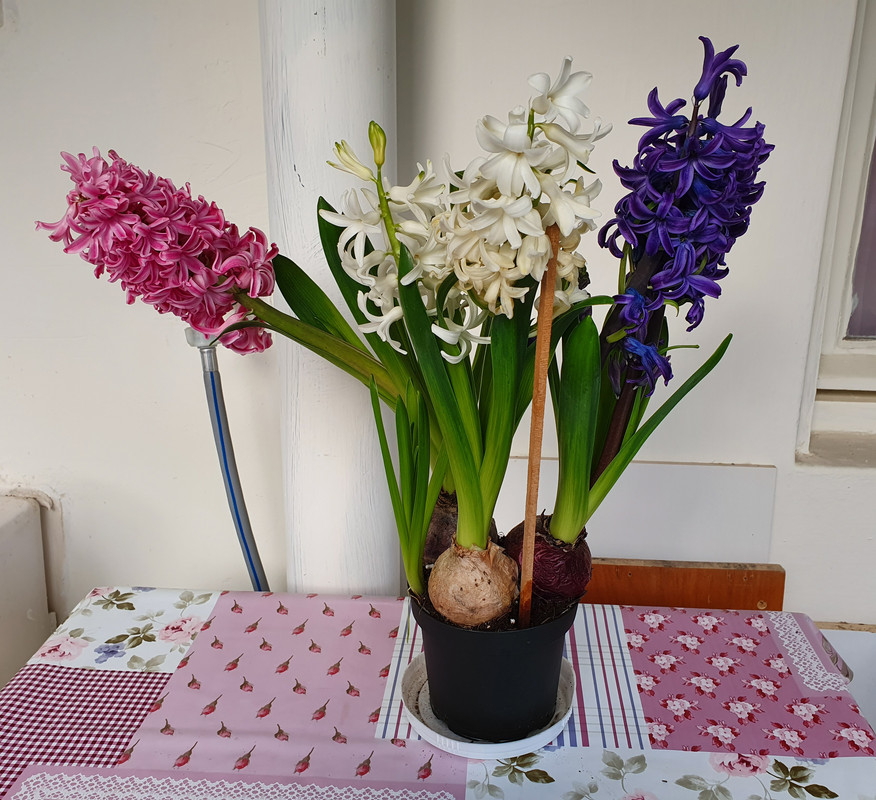 Розовый, белый и синий гиацинты в хайфской квартире