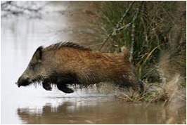 sanglier