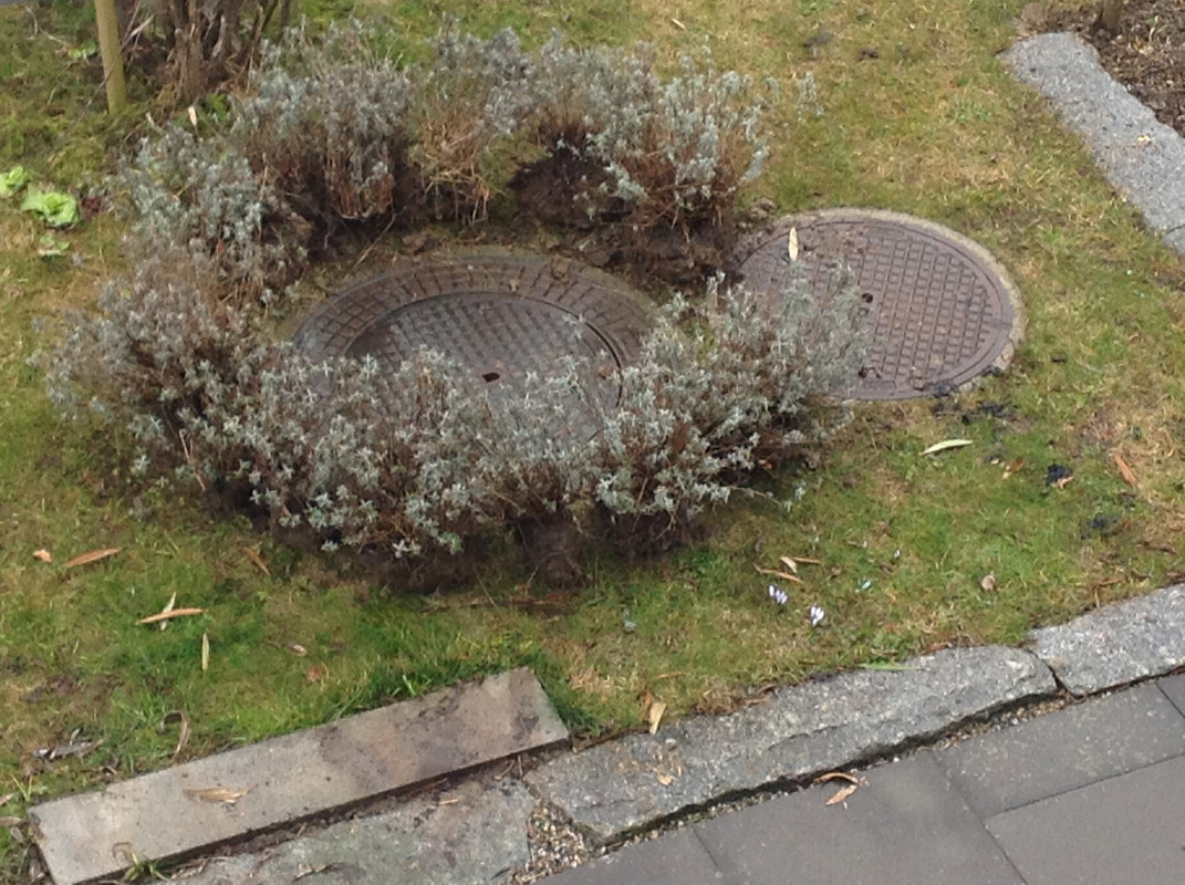 Lavendelstöcke 21. Februar 2015 Platzierungs Ide