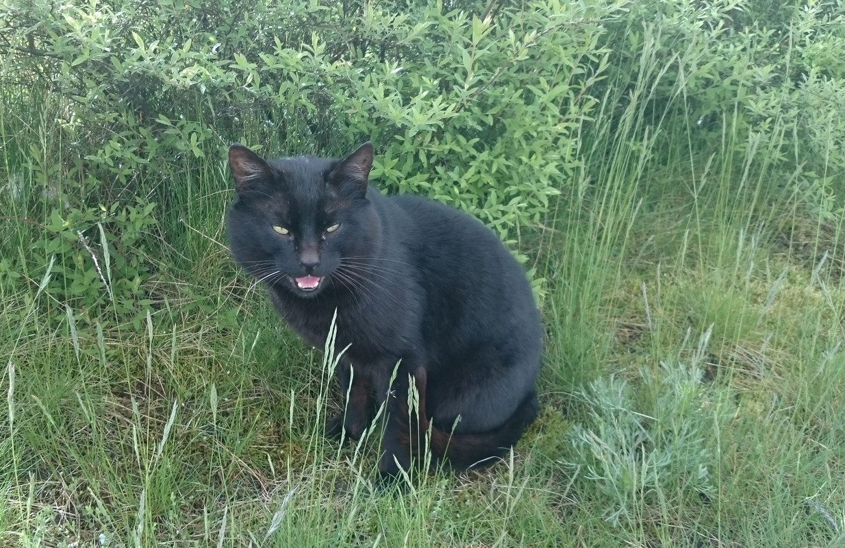 Кот офисный