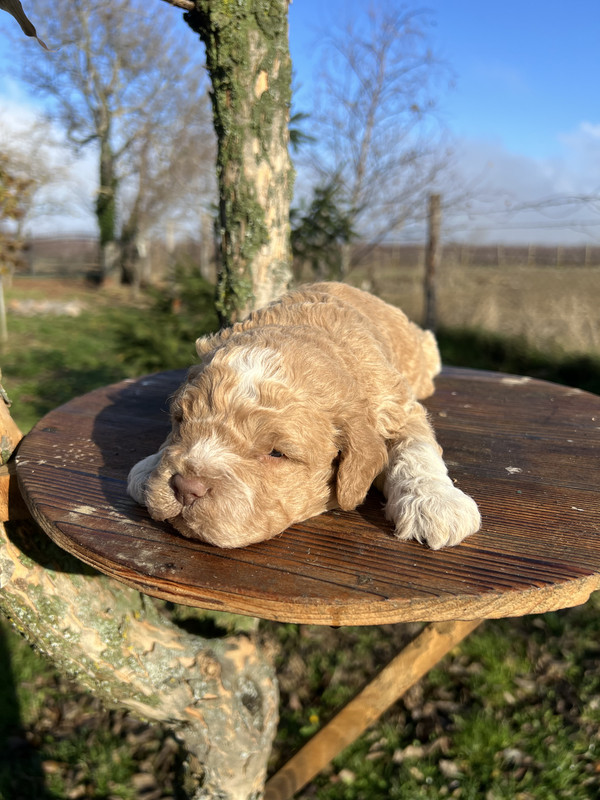 Lagotto Romagnolo male puppy – Litter F 2025 – orange coat with white muzzle and chest – photo 1, 21 days old