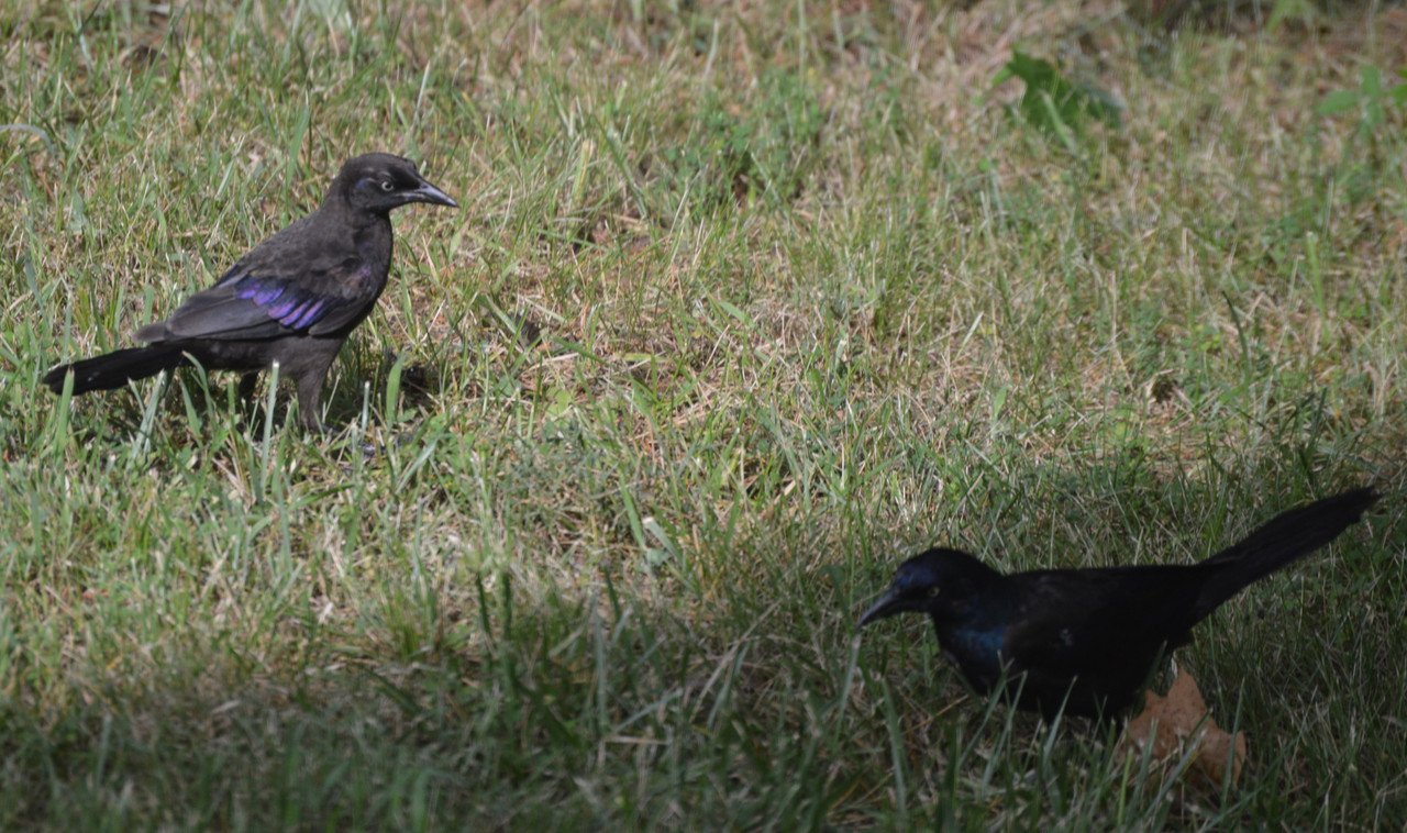 2021-8-13 Grackles (8)