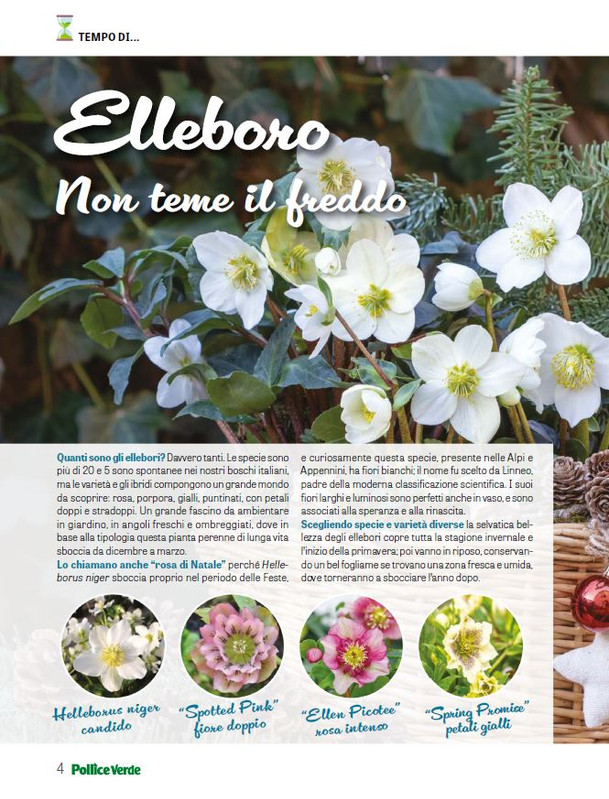 Pol Ver Dic 2025 Gen 2026 (1)