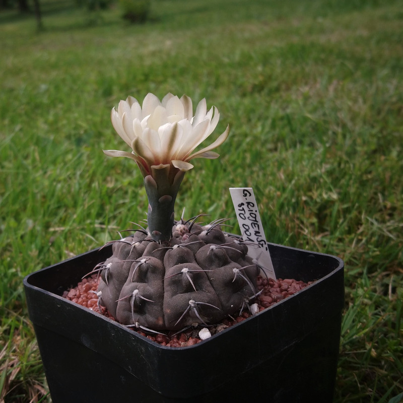 Gymnocalycium bodenbenderianum (riojense) STO 87-11.2 nr 4