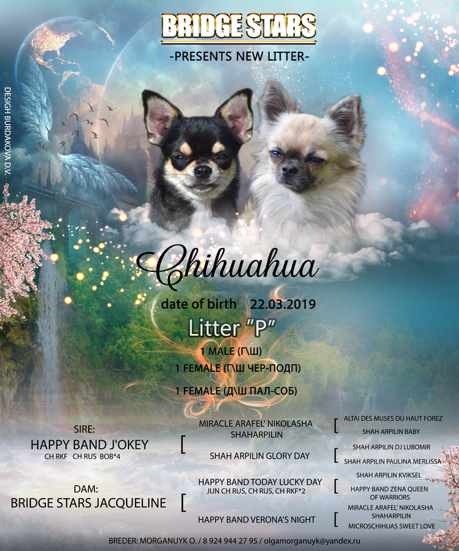 презент чихуа2