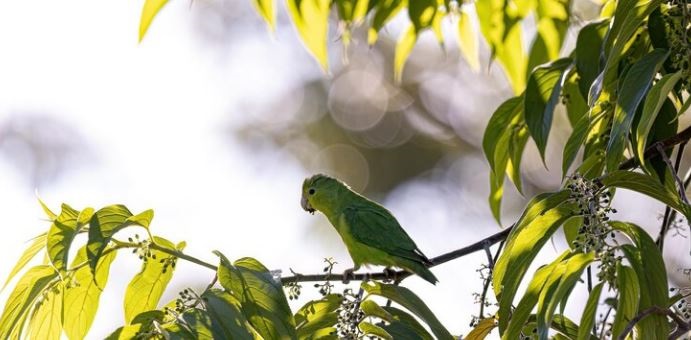 Can Parrotlets Talk