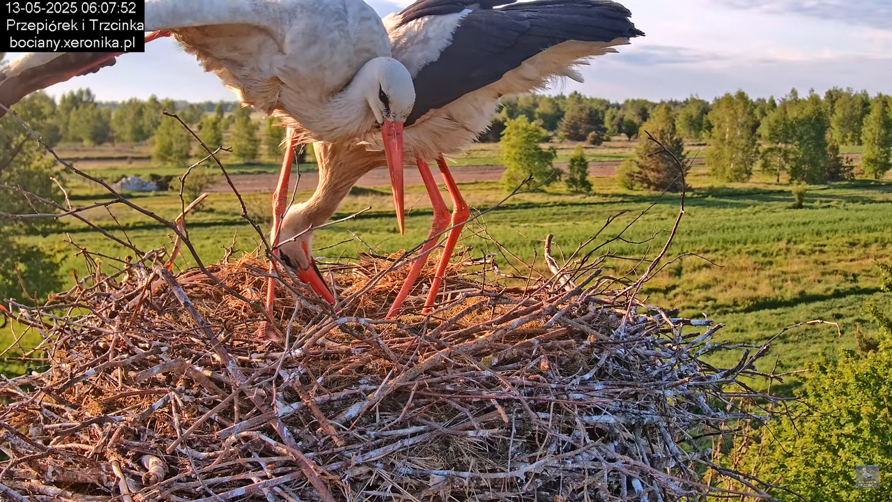 13052025bociany11