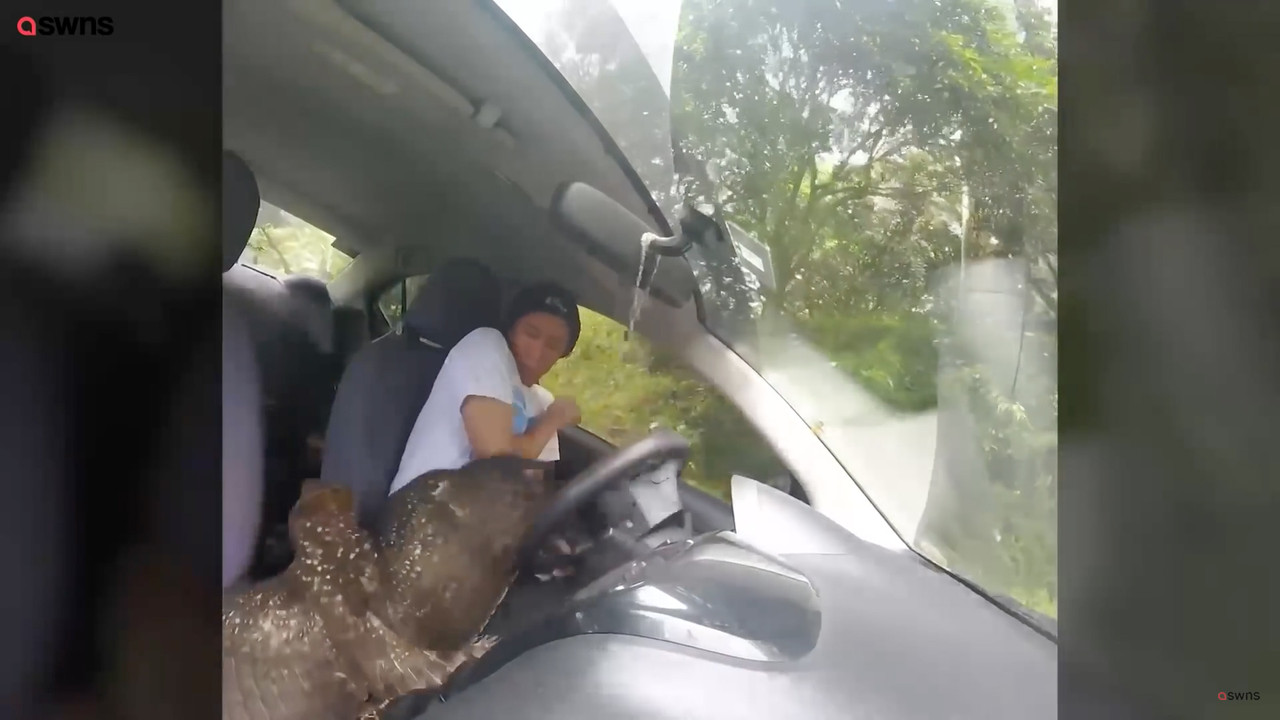 Águila entra en auto de youtuber cuando este grababa una cápsula de su viaje