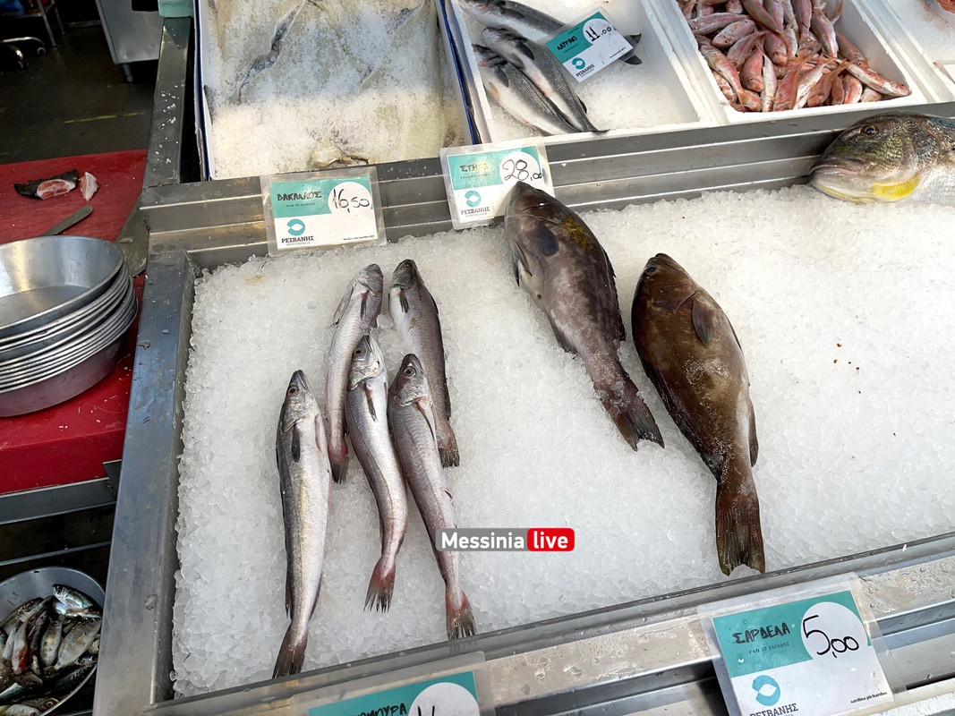 ΨΑΡΑΓΟΡΑimage00007