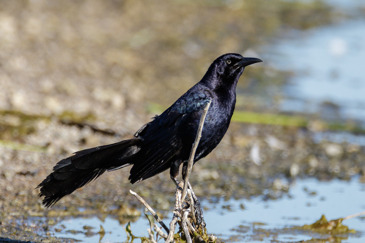 Great-tailed Grackle-36