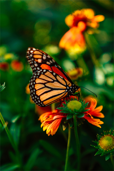 monarchbutterfly.jpg