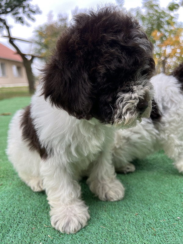 Lagotto Romagnolo female puppy for sale – Ideal Dale Etna – 48 days old – photo 6