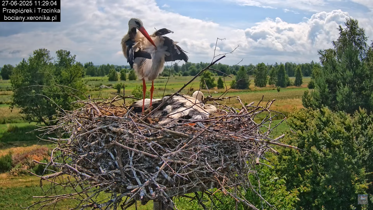 27062025bociany26