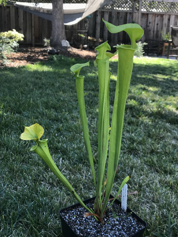 Sarracenia flava var. maxima Berkeley Co, SC (2013-acquired clone)