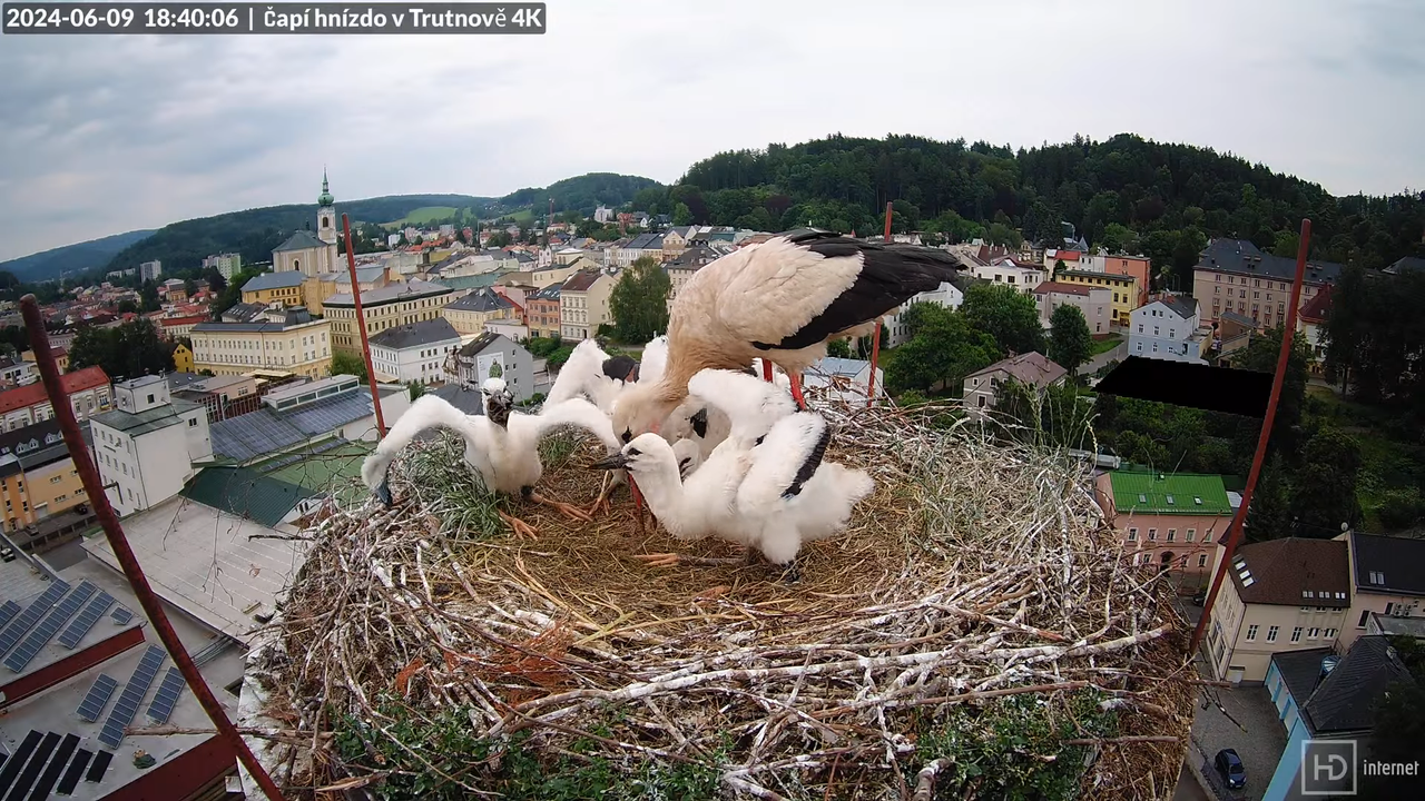 Tiešraidē no stārķa ligzdas uz alus darītavas skursteņa Trutnovā 14-53-45 screenshot