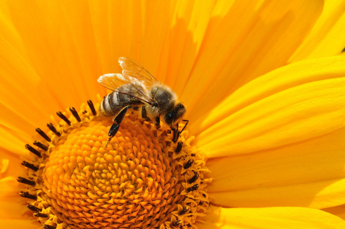 bee-170551-1920.jpg