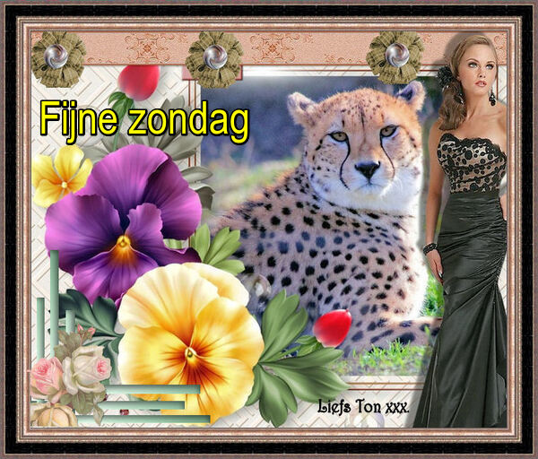 An den Beitrag angehängtes Bild: https://i.postimg.cc/43ps0dKp/FIJNE-ZONDAG-CHEETAH.jpg