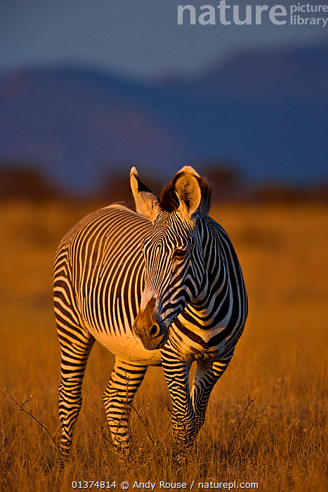 Grevy's zebra in Samburu National Reserve