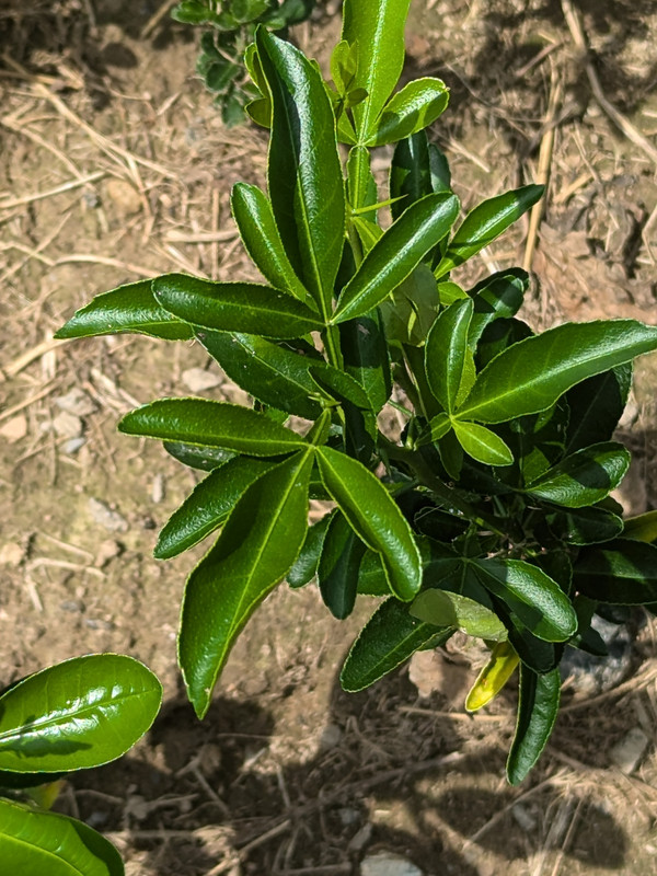 PXL_20240723_184647611