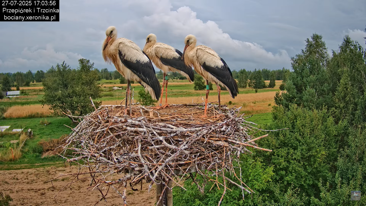 27072025bociany45