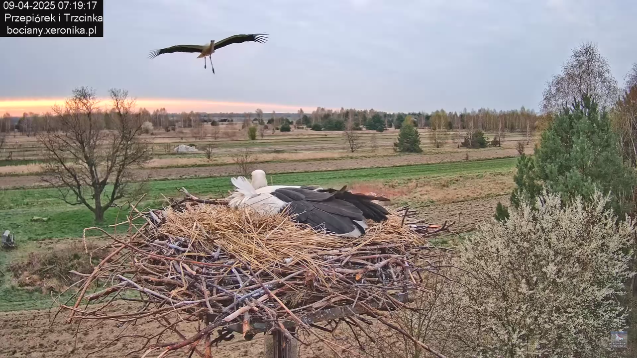 09042025bociany_20