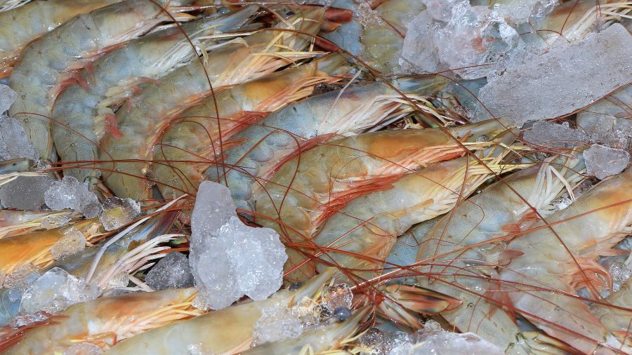 udang segar atau tidak (4)