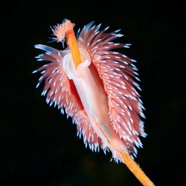 Animals-1