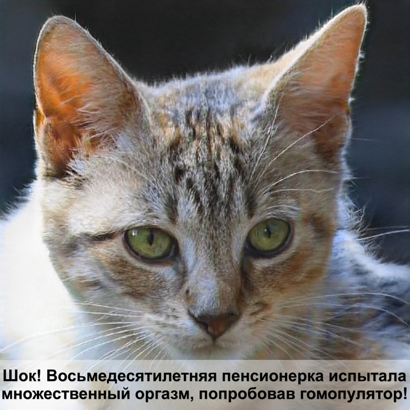 шерсть у шотландских котят