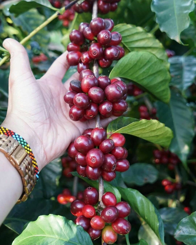 Buah Kopi Kerinci