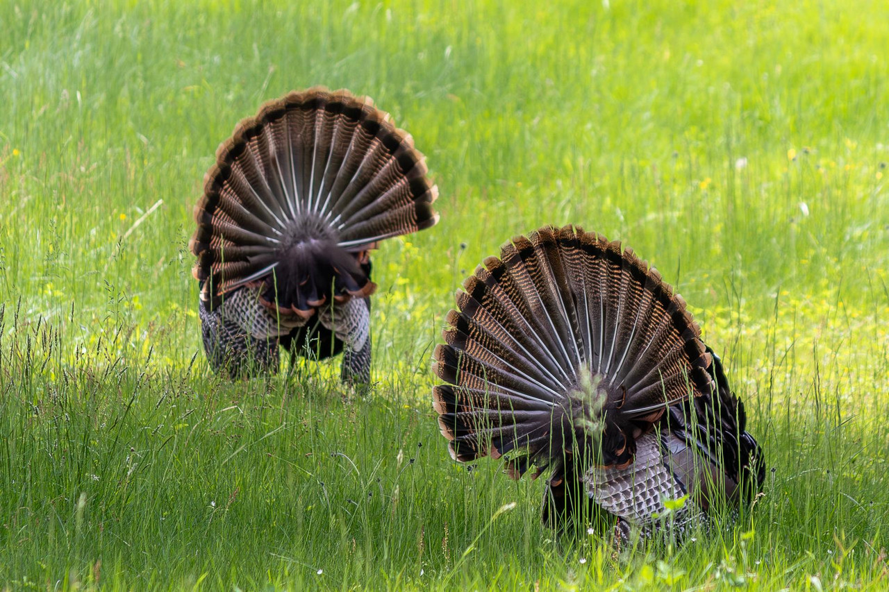 Turkeys 2
