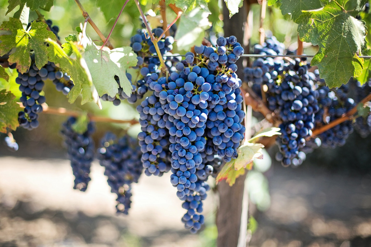 Bluegrapes.jpg