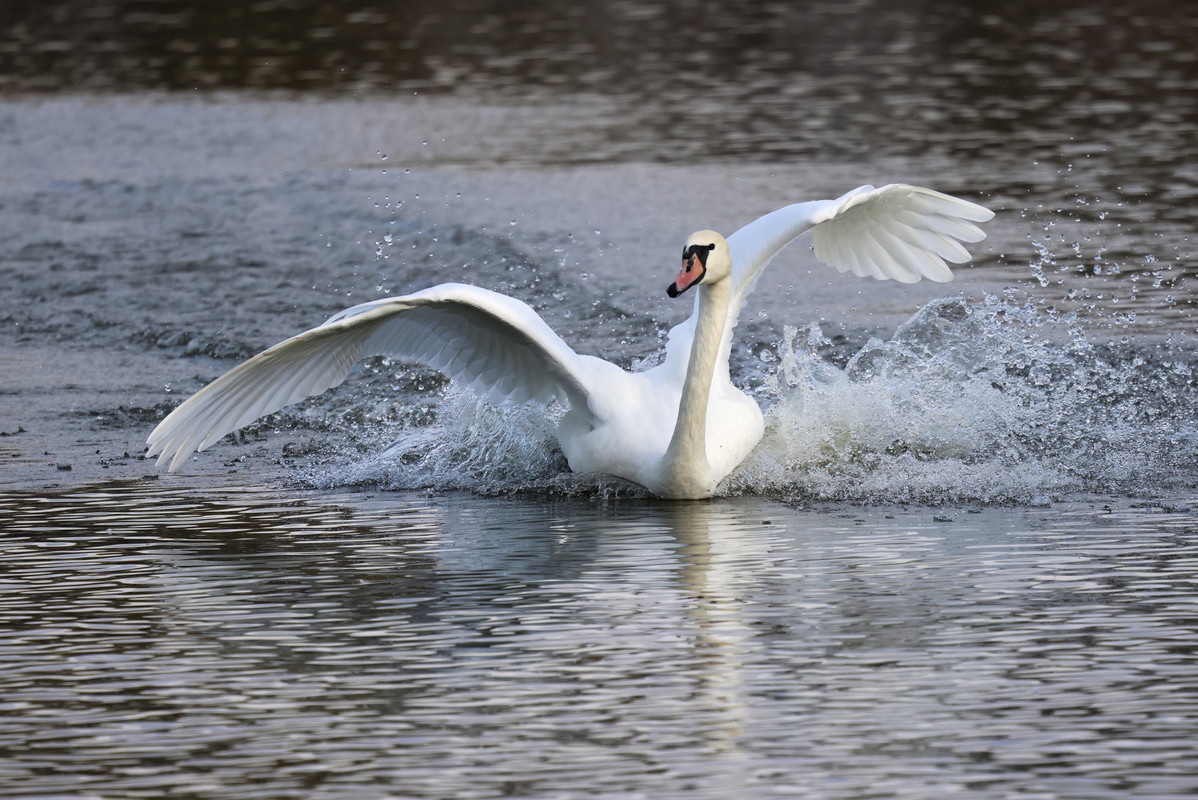 5E3A2908-topaz-denoise