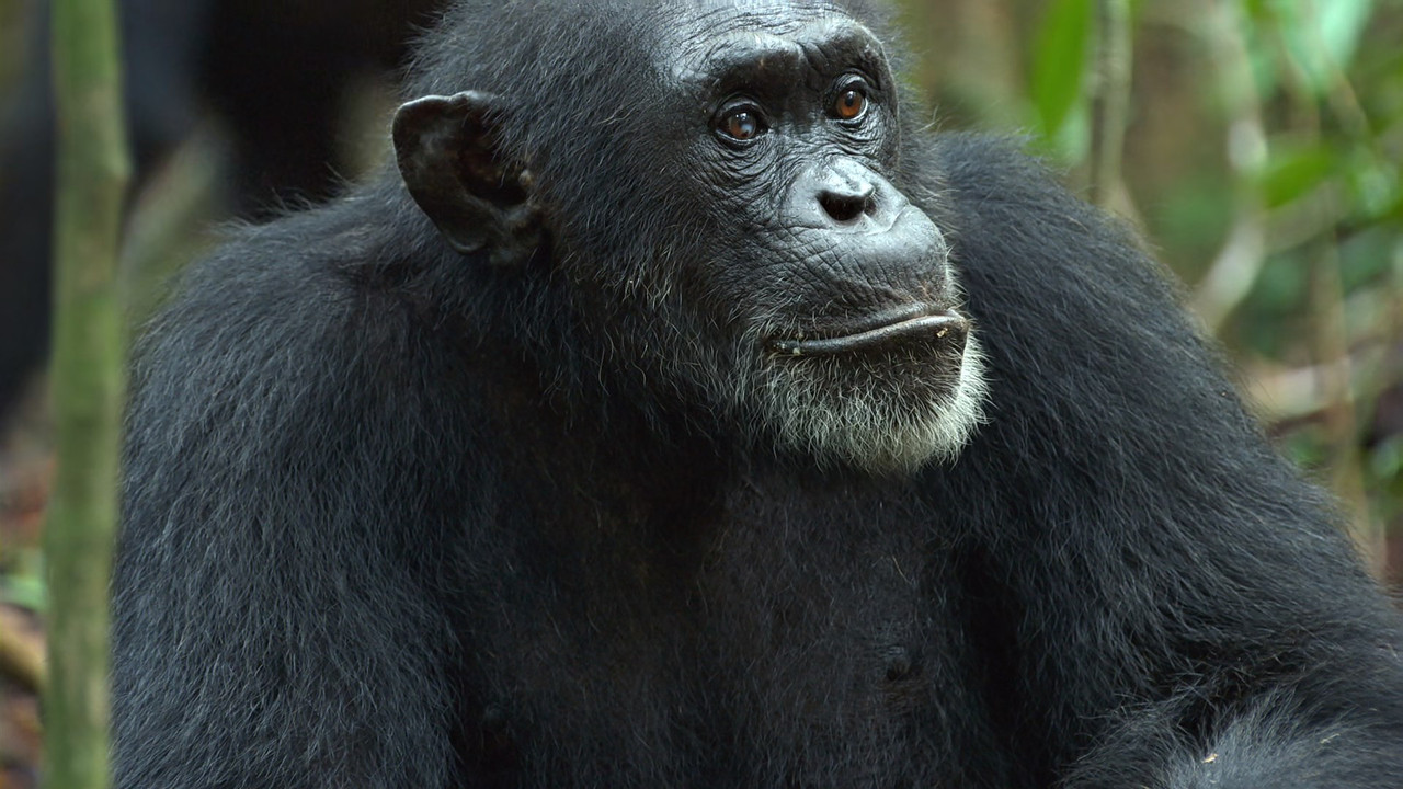 Chimpanzee (2012) (1080p BluRay x265 Silence)-4