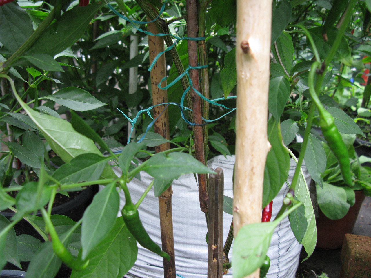 IMG-4555.jpg