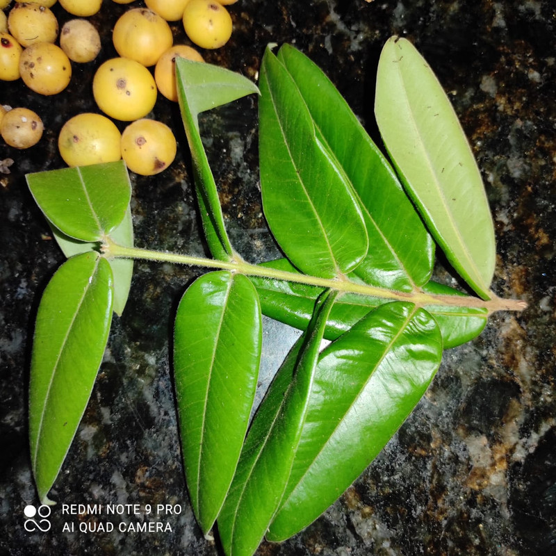 WhatsApp Image 2020-12-20 at 13.41.20 (7)