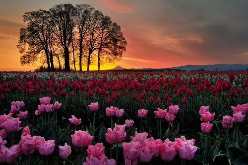 roses-meadow-violet-675