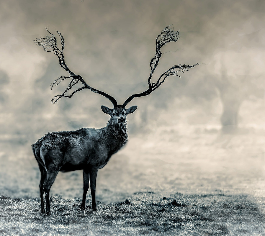blacknwhite-stag-2916282-1280.jpg