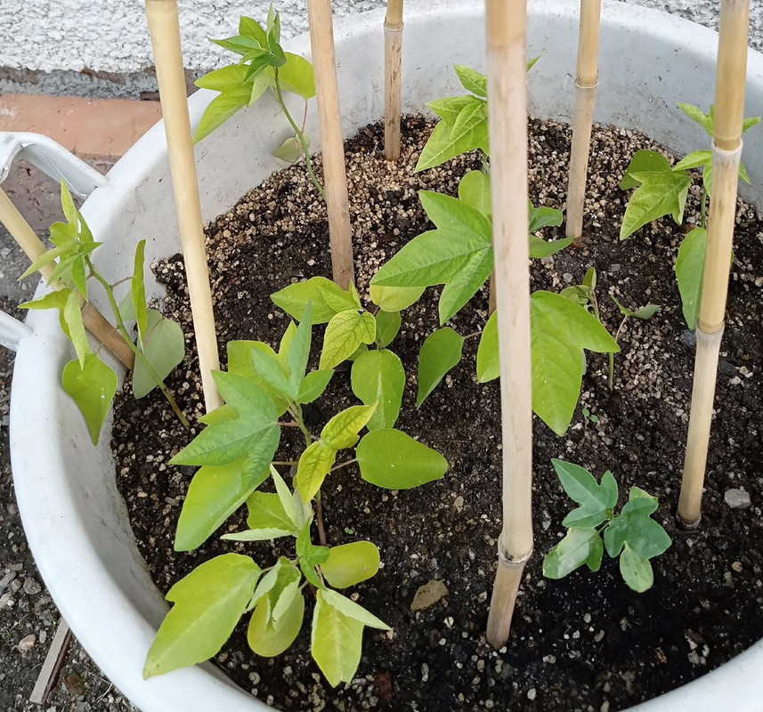 IMG_20250624_103211651