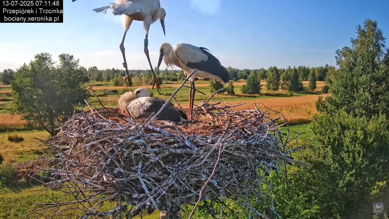 13072025bociany10